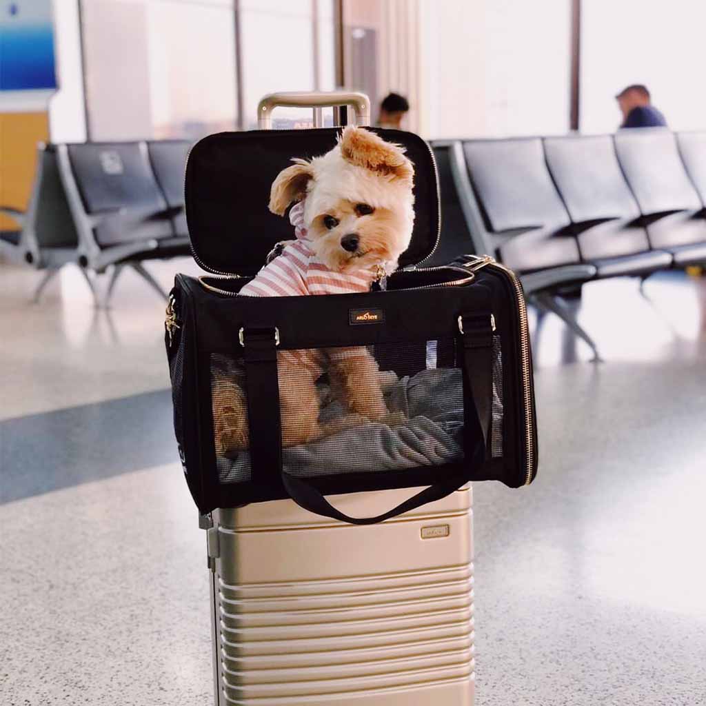 Puppy in pet carrier attached on top of a frame carry-on in champagne.