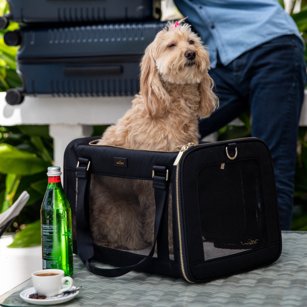 pet carrier on coffee table with dog inside