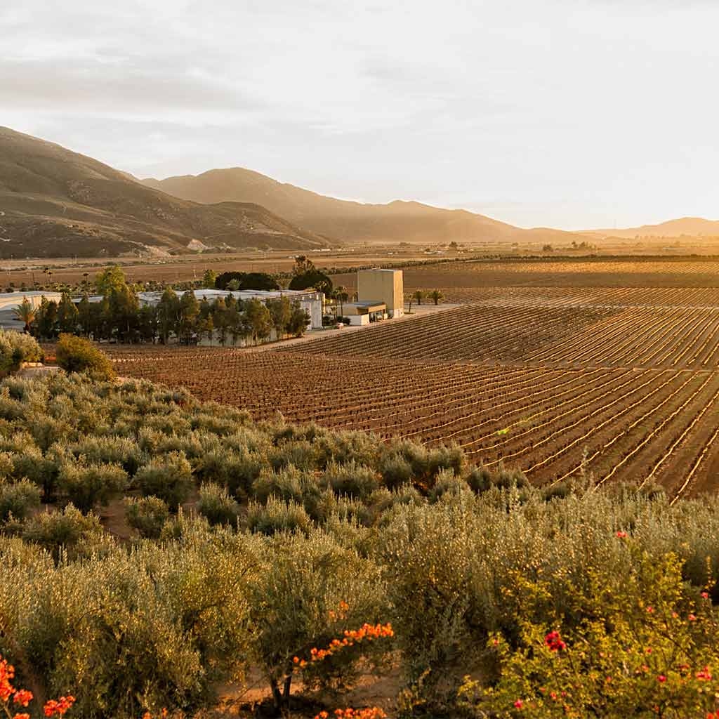 Golden hour at the vineyards of Valle de Guadalupe in Mexico