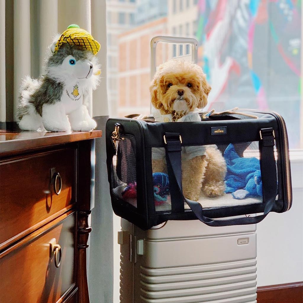 A dog in an Arlo Skye Pet Carrier in a hotel room.
