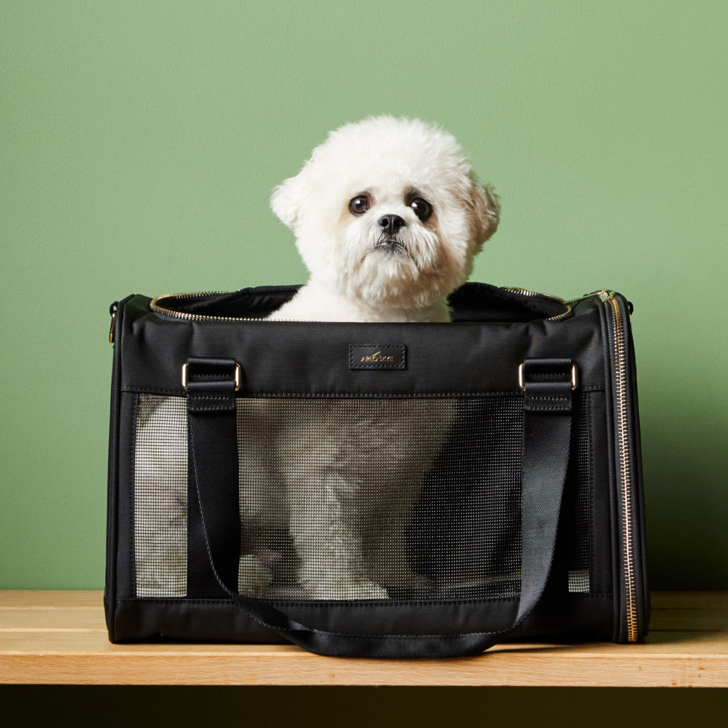 black pet carrier against a green wall with white dog inside